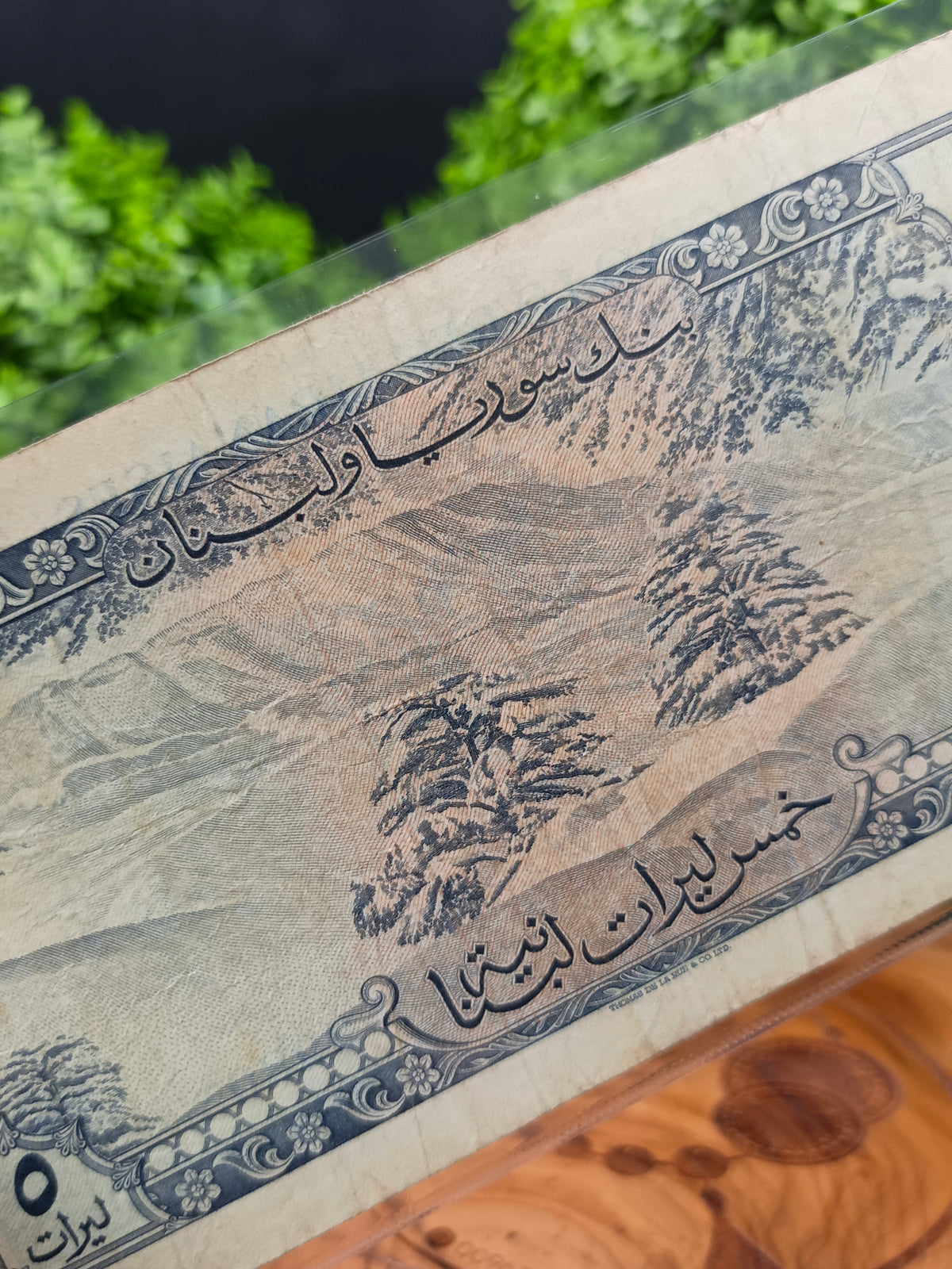 5 lira . bank syria and lebanon . 1955