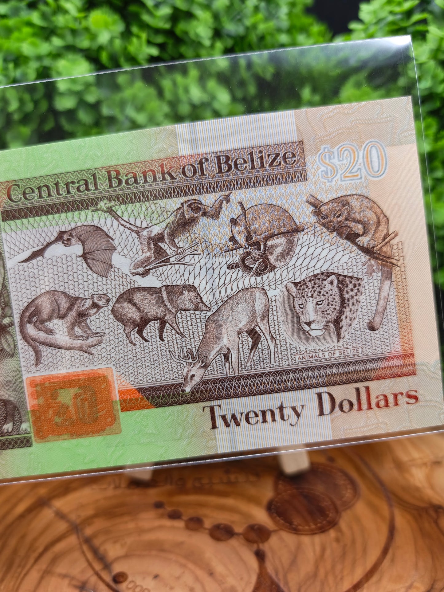 20 dollars . Belize . 2020